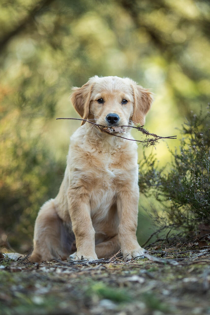 dog name generator