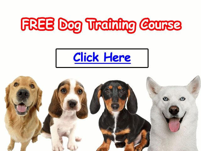 dog training