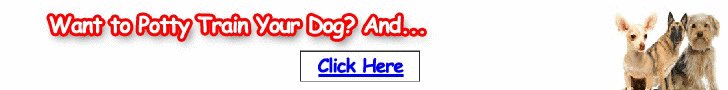 train your dog
