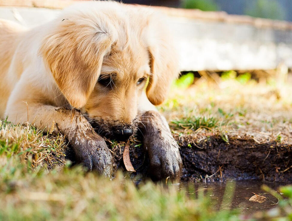 AI dog name generator