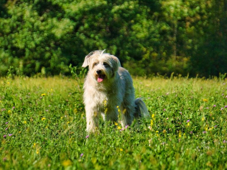 Nova Dog Name Meaning: Origin, Personality & Why It’s Perfect for Your Dog Nova Dog Name Meaning: Origin, Personality & Why It’s Perfect for Your Dog