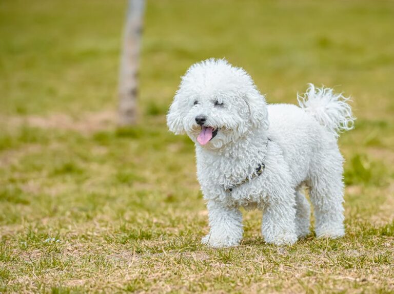 Sheepadoodle Dog Breed: Personality, Size, Temperament & Name Ideas Sheepadoodle Dog Breed: Personality, Size, Temperament & Name Ideas