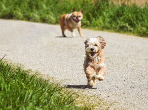 Dog Name Generator