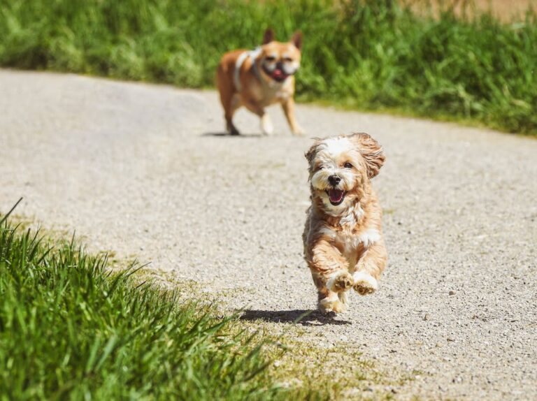 Annie Dog Name Meaning: Origin, Personality & Why It’s Perfect for Your Dog Annie Dog Name Meaning: Origin, Personality & Why It’s Perfect for Your Dog
