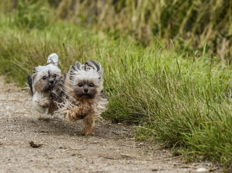 Bentley Dog Name Meaning: Origin, Personality & Why It’s Perfect for Your Dog Bentley Dog Name Meaning: Origin, Personality & Why It’s Perfect for Your Dog