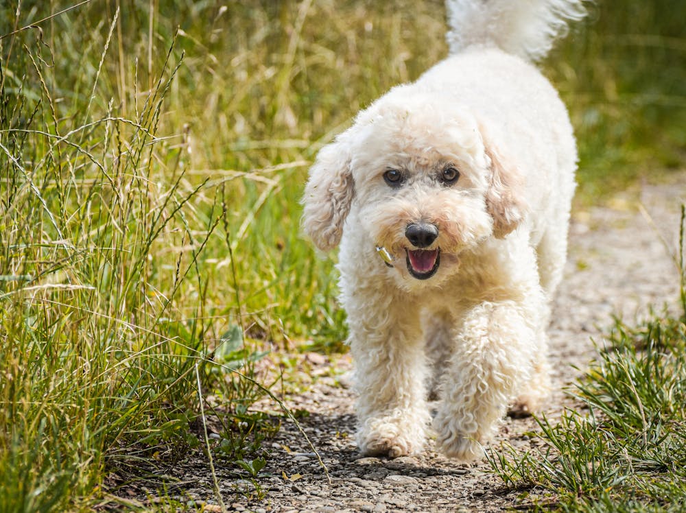 Sheepadoodle Dog Breed: Personality, Size, Temperament & Name Ideas Sheepadoodle Dog Breed: Personality, Size, Temperament & Name Ideas