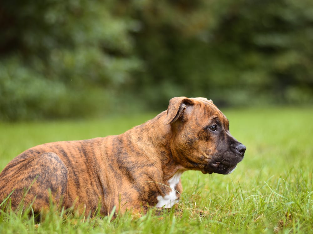 Muppet Dog Name Meaning: Origin, Personality & Why It’s Perfect for Your Dog Muppet Dog Name Meaning: Origin, Personality & Why It’s Perfect for Your Dog