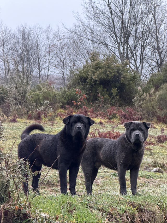 Labrastaff Dog Breed: Personality, Size, Temperament & Name Ideas Labrastaff Dog Breed: Personality, Size, Temperament & Name Ideas