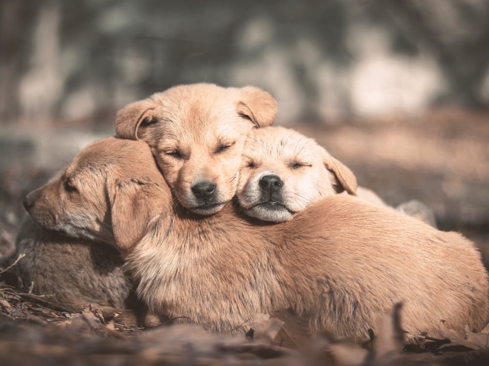 Rio Dog Name Meaning: Origin, Personality & Is It the Right Name for Your Dog? Rio Dog Name Meaning: Origin, Personality & Is It the Right Name for Your Dog?
