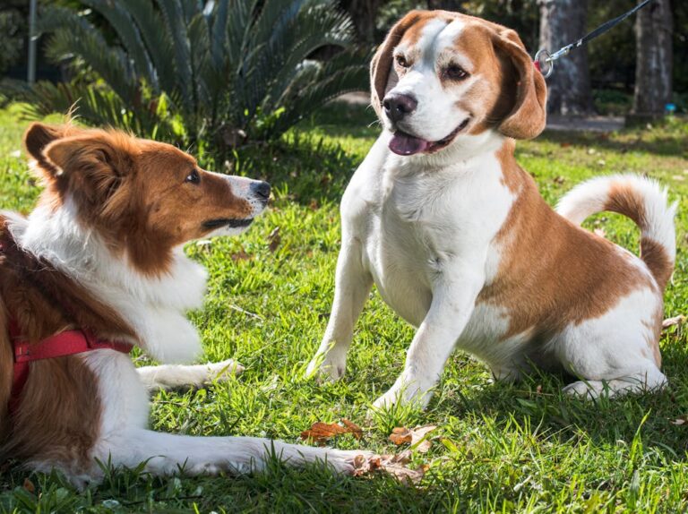 Madison Dog Name Meaning: Origin, Popularity & Personality Madison Dog Name Meaning: Origin, Popularity & Personality