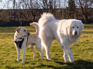 Dog Name Generator