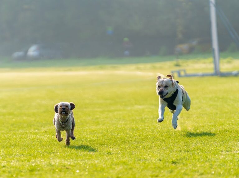 Winnie Dog Name Meaning: Origin, Personality & Why It’s Perfect for Your Dog Winnie Dog Name Meaning: Origin, Personality & Why It’s Perfect for Your Dog