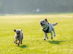 Dog Name Generator