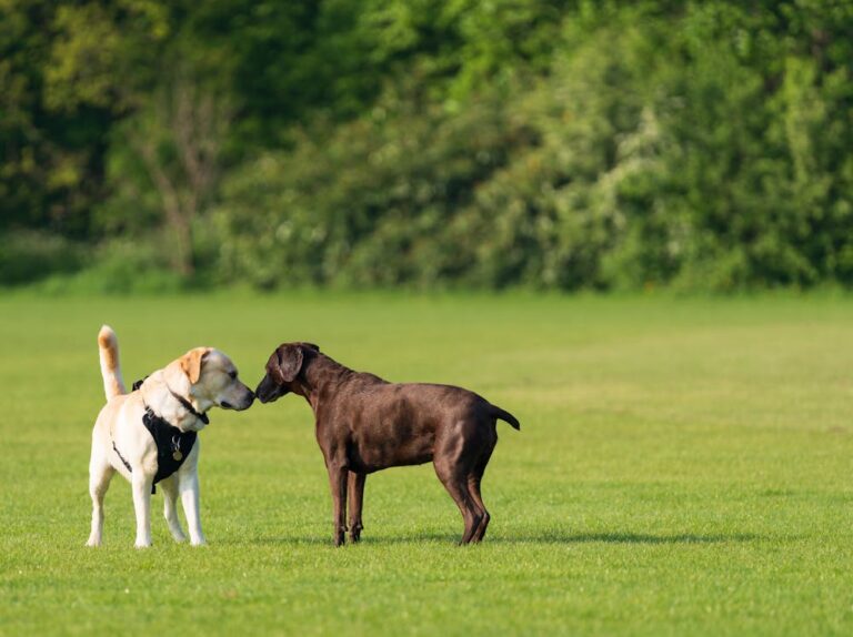 Kai Dog Name Meaning: Origin, Personality & Why It’s Perfect for Your Dog Kai Dog Name Meaning: Origin, Personality & Why It’s Perfect for Your Dog