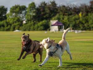 Dog Name Generator