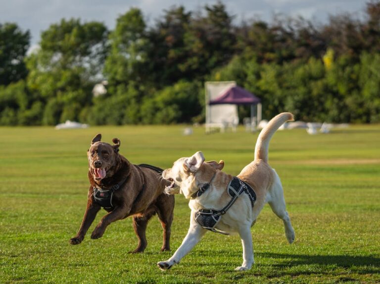 Obi Dog Name Meaning: Origin, Personality & Why It’s Perfect for Your Dog Obi Dog Name Meaning: Origin, Personality & Why It’s Perfect for Your Dog