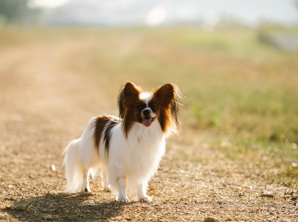 Papillon Dog Breed: Personality, Size, Temperament & Name Ideas Papillon Dog Breed: Personality, Size, Temperament & Name Ideas
