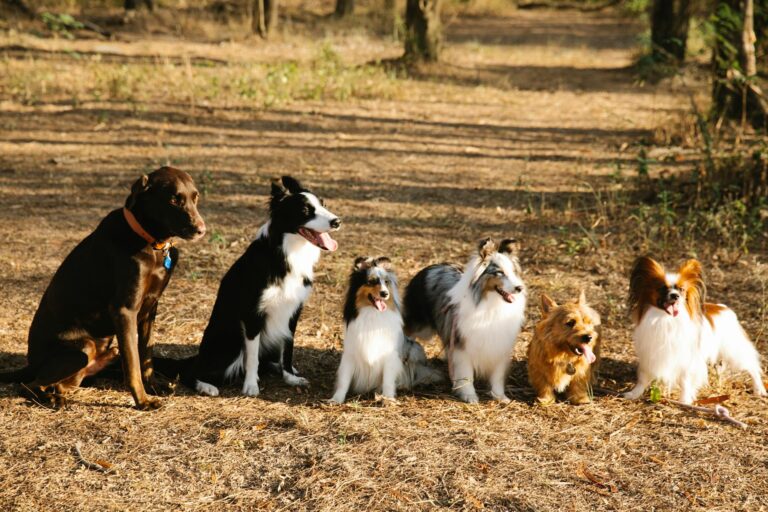 Milo Dog Name Meaning: Origin, Personality & Why It’s Perfect for Your Dog Milo Dog Name Meaning: Origin, Personality & Why It’s Perfect for Your Dog