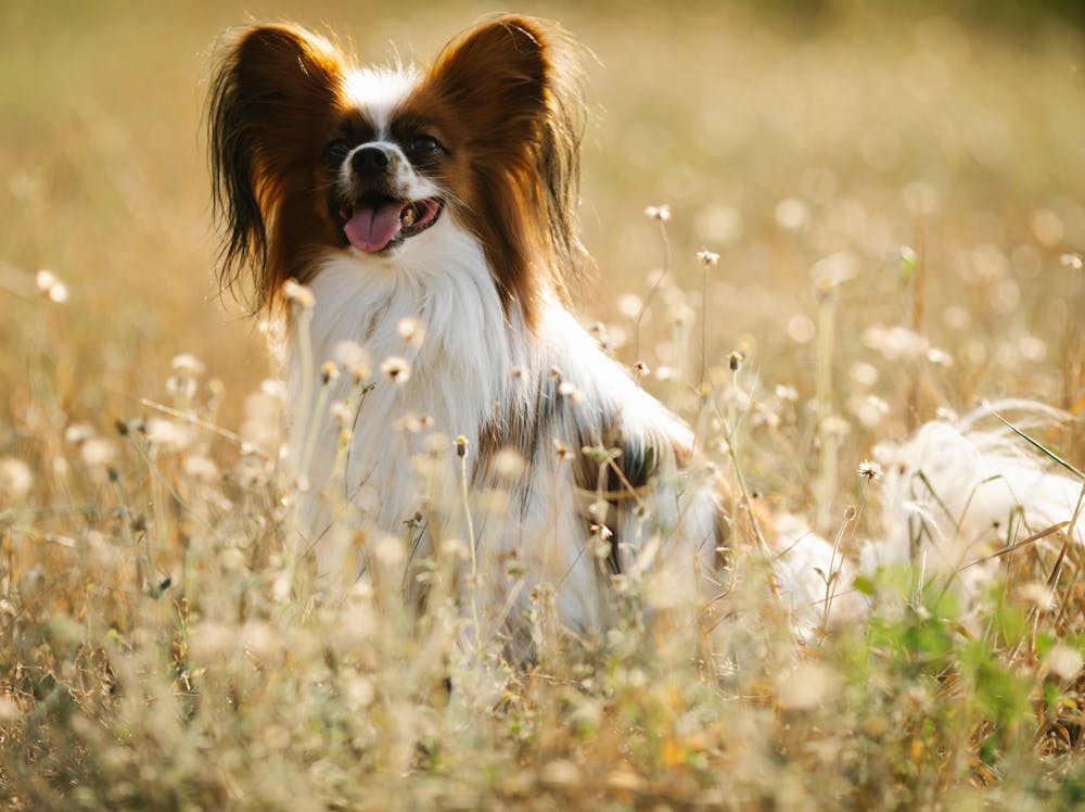 Papillon Dog Breed: Personality, Size, Temperament & Name Ideas Papillon Dog Breed: Personality, Size, Temperament & Name Ideas