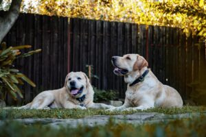 Dog Name Generator