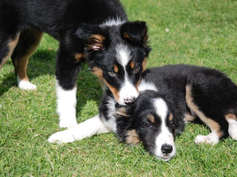 Cindy Dog Name Meaning: Origin, Personality & Is It a Good Name for Your Dog? Cindy Dog Name Meaning: Origin, Personality & Is It a Good Name for Your Dog?