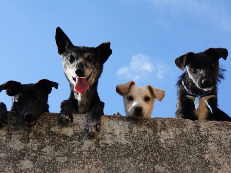 Kona Dog Name Meaning: Origin, Personality & Why It’s Perfect for Your Dog Kona Dog Name Meaning: Origin, Personality & Why It’s Perfect for Your Dog