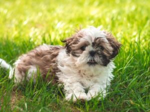 Dog Name Generator