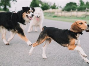Dog Name Generator