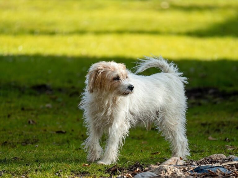 Remy Dog Name Meaning: Origin, Personality & Why It’s Perfect for Your Dog Remy Dog Name Meaning: Origin, Personality & Why It’s Perfect for Your Dog