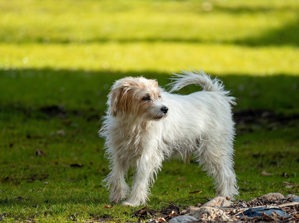Remy Dog Name Meaning: Origin, Personality & Why It’s Perfect for Your Dog Remy Dog Name Meaning: Origin, Personality & Why It’s Perfect for Your Dog