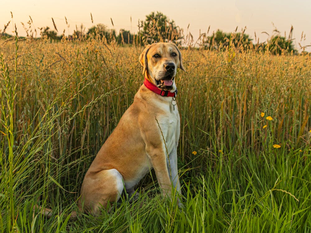 Gus Dog Name Meaning: Origin, Personality & Why It’s Perfect for Your Dog Gus Dog Name Meaning: Origin, Personality & Why It’s Perfect for Your Dog