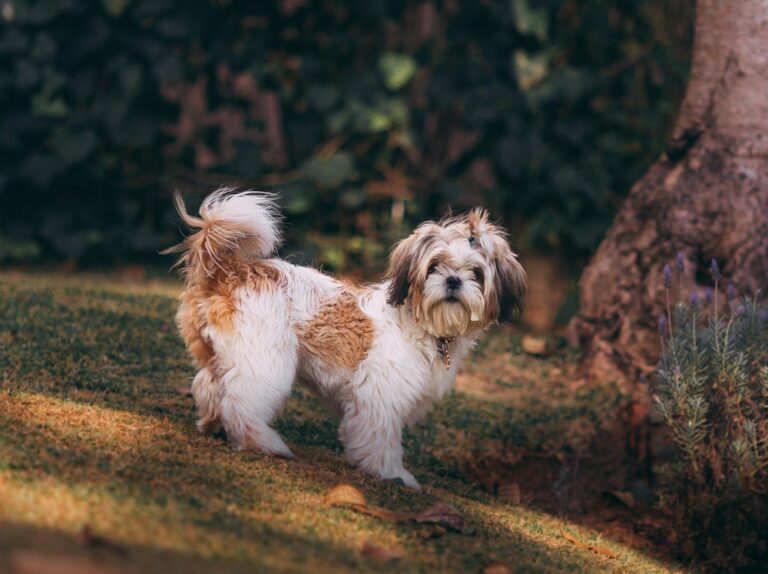 Cassie Dog Name Meaning: Origin, Personality & Why It’s Perfect for Your Dog Cassie Dog Name Meaning: Origin, Personality & Why It’s Perfect for Your Dog