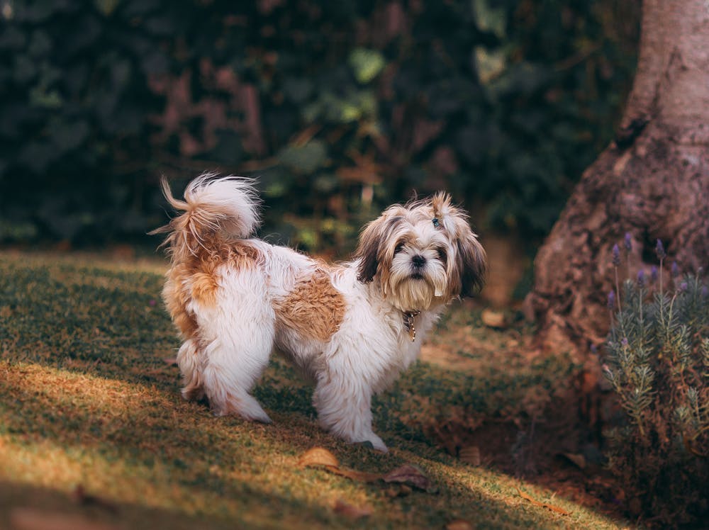 Dessert Names for Dogs: 200+ Sweet, Cute & Unique Name Ideas Dessert Names for Dogs: 200+ Sweet, Cute & Unique Name Ideas