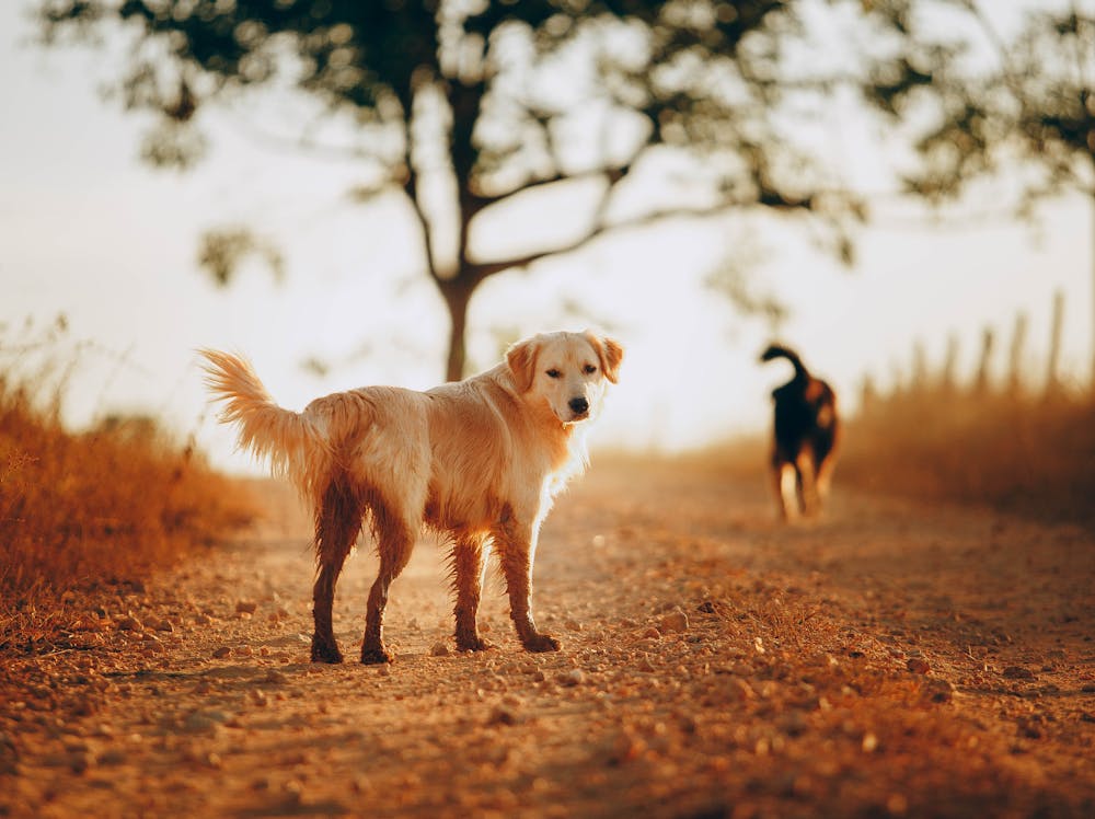 Dog Name Generator