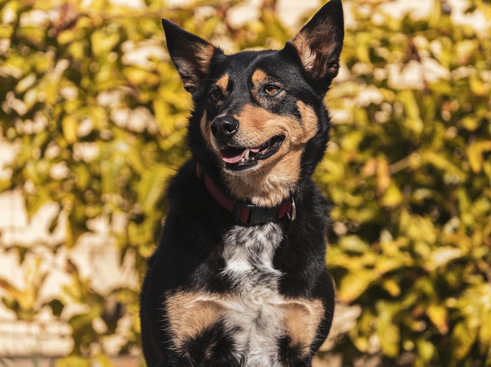 Australian Kelpie Dog Breed: Personality, Size & Name Ideas Australian Kelpie Dog Breed: Personality, Size & Name Ideas