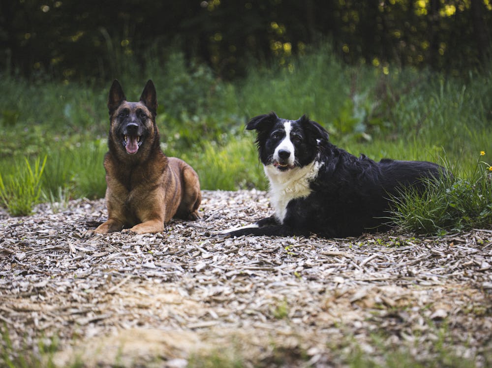 Eli Dog Name Meaning: Origin, Personality & Why It’s Perfect for Your Dog Eli Dog Name Meaning: Origin, Personality & Why It’s Perfect for Your Dog