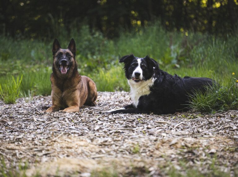 Truffles Dog Name Meaning: Origin, Personality & Why It’s Perfect for Your Dog Truffles Dog Name Meaning: Origin, Personality & Why It’s Perfect for Your Dog