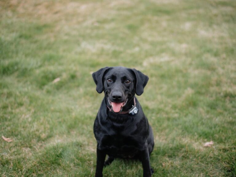 Labrastaff Dog Breed: Personality, Size, Temperament & Name Ideas Labrastaff Dog Breed: Personality, Size, Temperament & Name Ideas