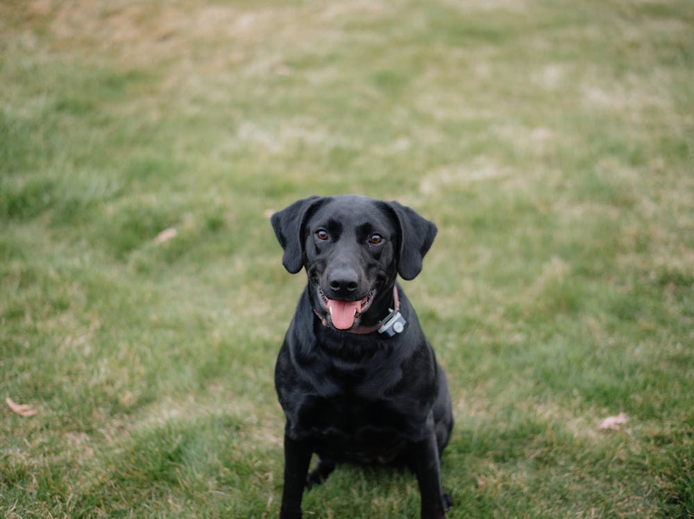 Labrastaff Dog Breed: Personality, Size, Temperament & Name Ideas Labrastaff Dog Breed: Personality, Size, Temperament & Name Ideas
