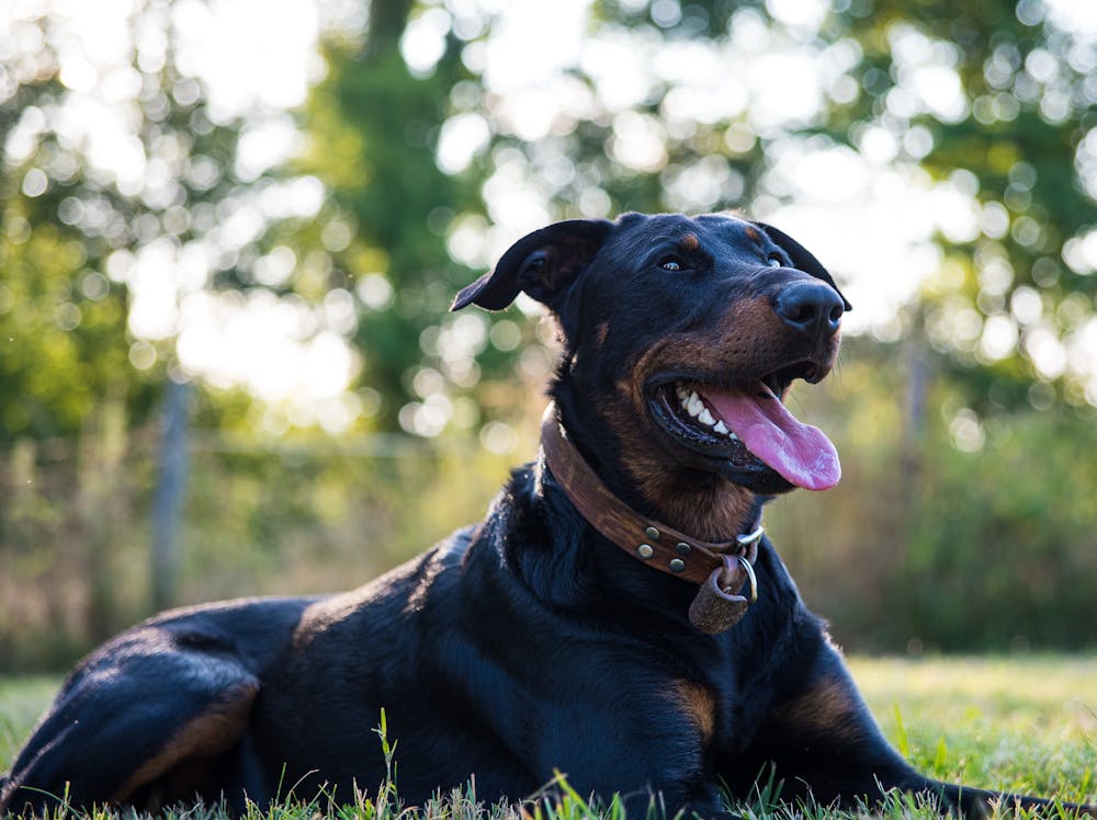 Australian Kelpie Dog Breed: Personality, Size & Name Ideas Australian Kelpie Dog Breed: Personality, Size & Name Ideas