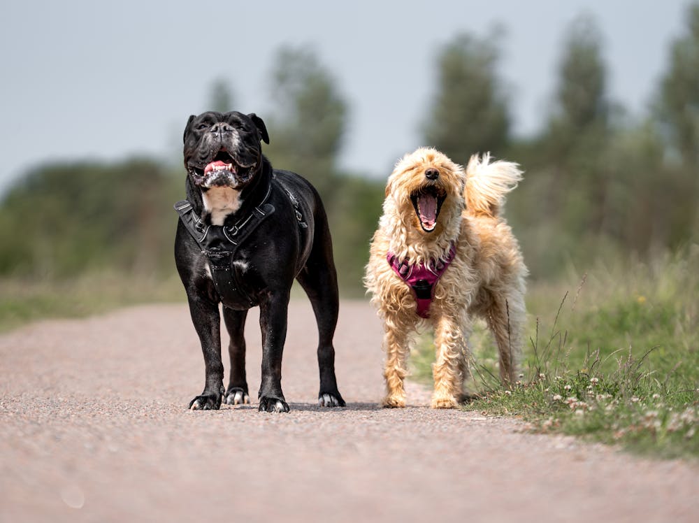 Cute Cane Corso Names: 100+ Adorable & Sweet Name Ideas for Your Powerful Pup Cute Cane Corso Names: 100+ Adorable & Sweet Name Ideas for Your Powerful Pup