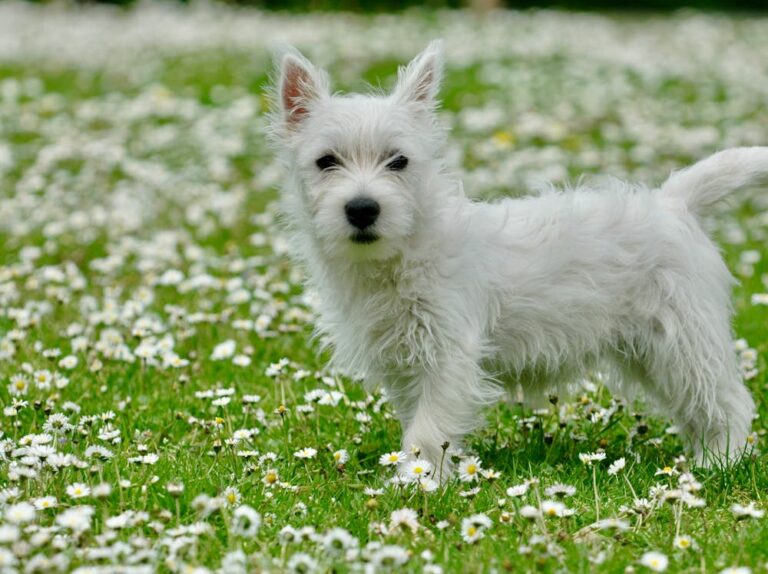Charlie Brown Dog Name Meaning: Origin, Personality & Why It’s Perfect for Your Dog Charlie Brown Dog Name Meaning: Origin, Personality & Why It’s Perfect for Your Dog