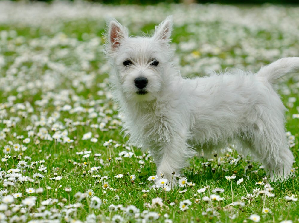 Charlie Brown Dog Name Meaning: Origin, Personality & Why It’s Perfect for Your Dog Charlie Brown Dog Name Meaning: Origin, Personality & Why It’s Perfect for Your Dog