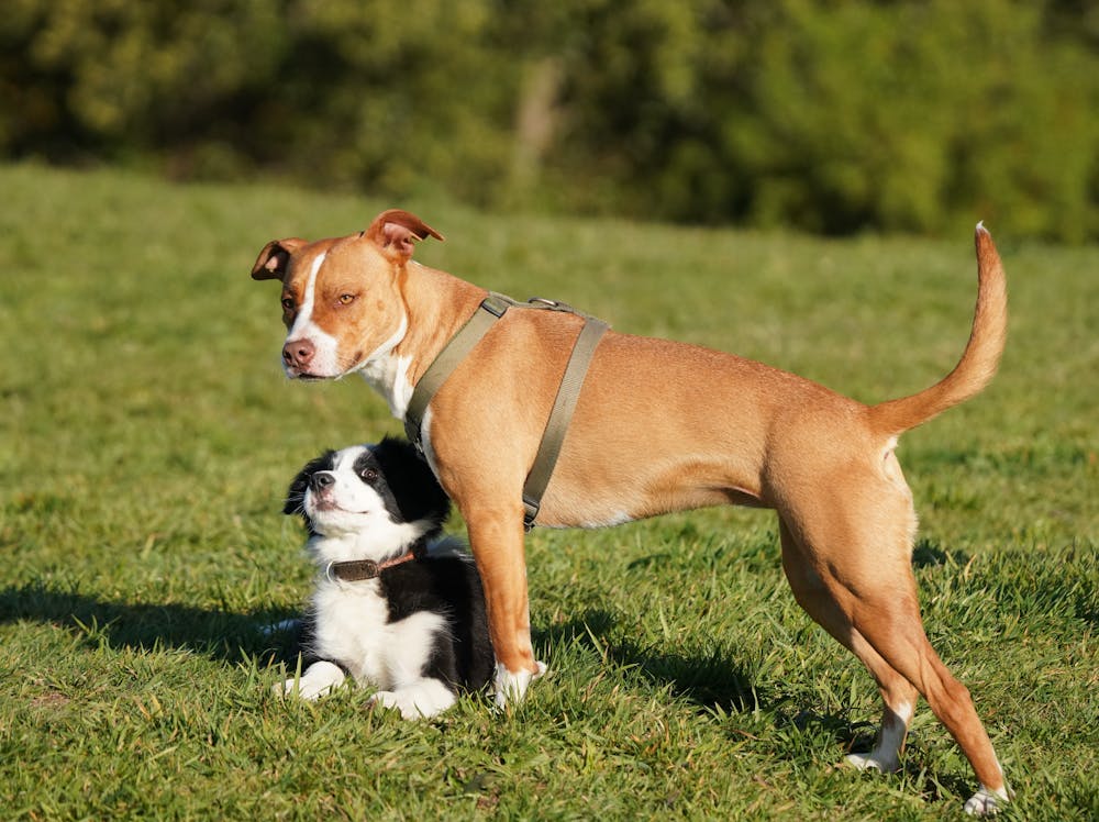 Pitsky Dog Breed: Personality, Size, Temperament & Name Ideas Pitsky Dog Breed: Personality, Size, Temperament & Name Ideas