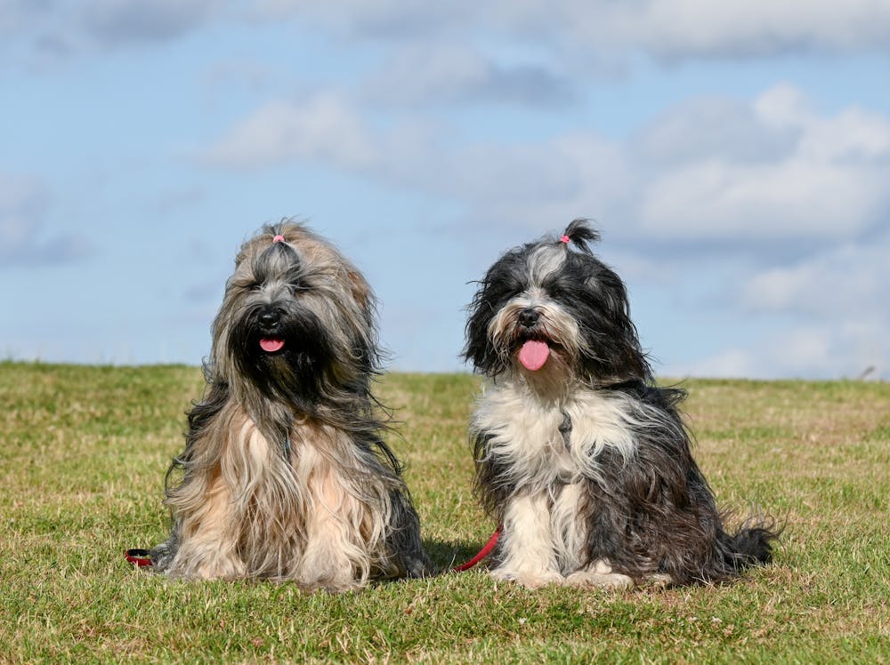 Zelda Dog Name Meaning: Origin, Personality & Why It’s Perfect for Your Dog Zelda Dog Name Meaning: Origin, Personality & Why It’s Perfect for Your Dog