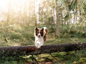 Dog Name Generator