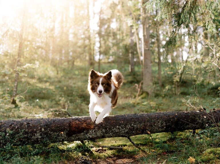 Aida Dog Name Meaning: Origin, Popularity & Personality Aida Dog Name Meaning: Origin, Popularity & Personality