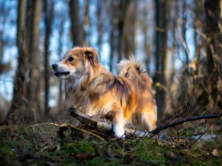Unique Turkish Dog Names: 100+ Rare Ideas for Girl, Boy & Kangal Puppies Unique Turkish Dog Names: 100+ Rare Ideas for Girl, Boy & Kangal Puppies