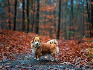 Dog Name Generator