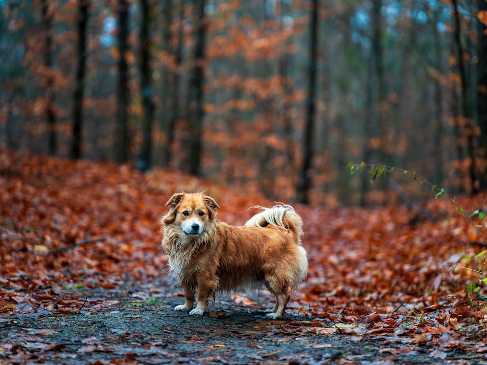 Turkish Female Dog Names: 200+ Beautiful, Cute & Unique Name Ideas Turkish Female Dog Names: 200+ Beautiful, Cute & Unique Name Ideas